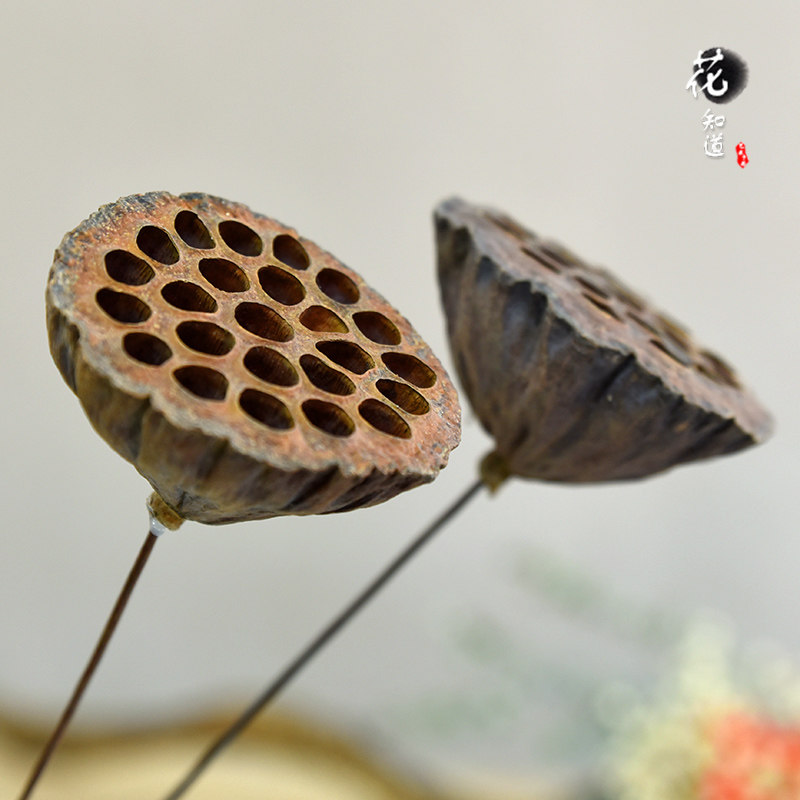 【大干莲蓬】天然原生态装饰插花干花仿真花艺大莲蓬花瓶家居装饰