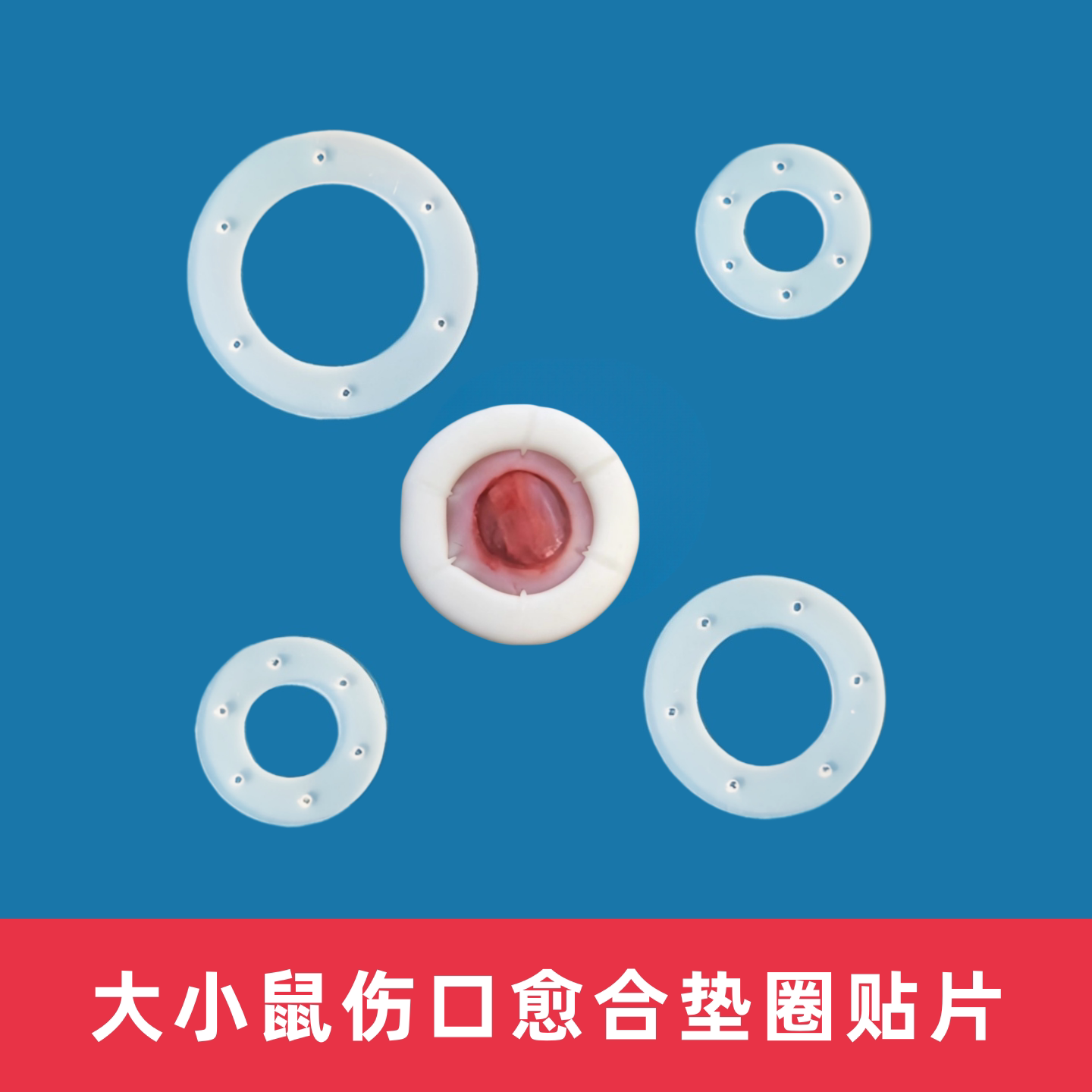 大小鼠伤口愈合垫片贴片拍对照环