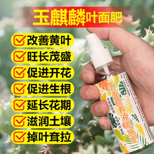 玉麒麟专用肥料营养液盆景栽多肉植物仙人掌三元素浓缩水溶花肥料