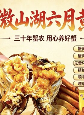 微山湖六月黄全公大闸蟹满黄流油