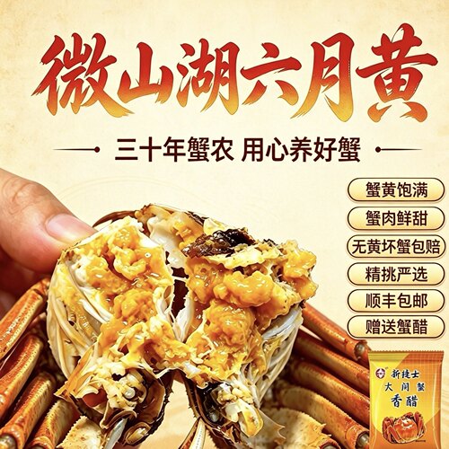 微山湖六月黄全公大闸蟹满黄流油