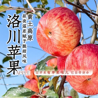 正宗陕西洛川苹果脆甜大果