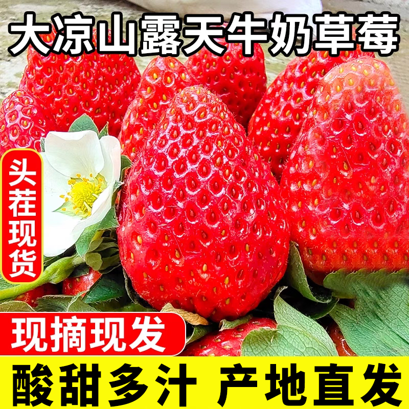 大凉山露天冬草莓现摘现发新鲜水果巧克力奶油商用草莓冰糖葫芦