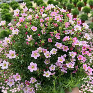 高山虎耳草花苗盆栽成品带花岩生迷你姬虎耳阳台庭院多年生草本