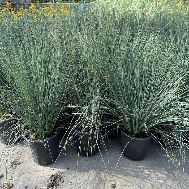 灯芯草盆栽地栽多年生花镜植物半水生绿植湿地水池造景野生带原土