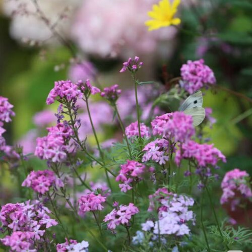 美女樱盆栽阳台庭院花园花镜植物