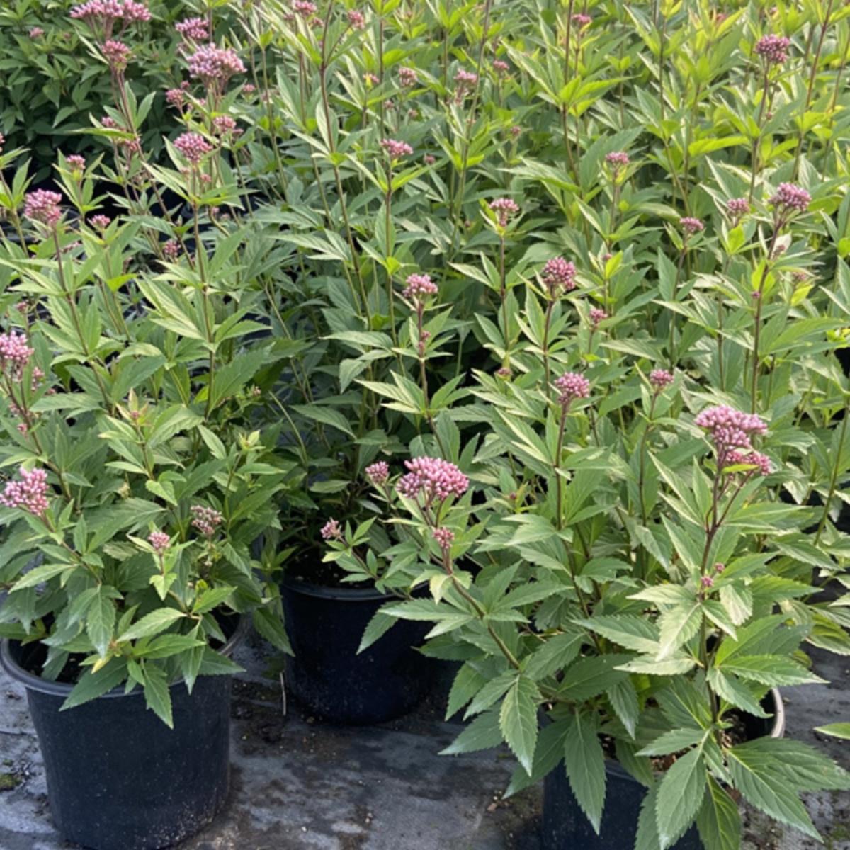 宿根麻叶泽兰盆栽 大苗 多年生植物花卉庭院花镜植物灌木蜜源耐寒