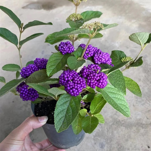 紫珠木本植物庭院阳台春季紫色