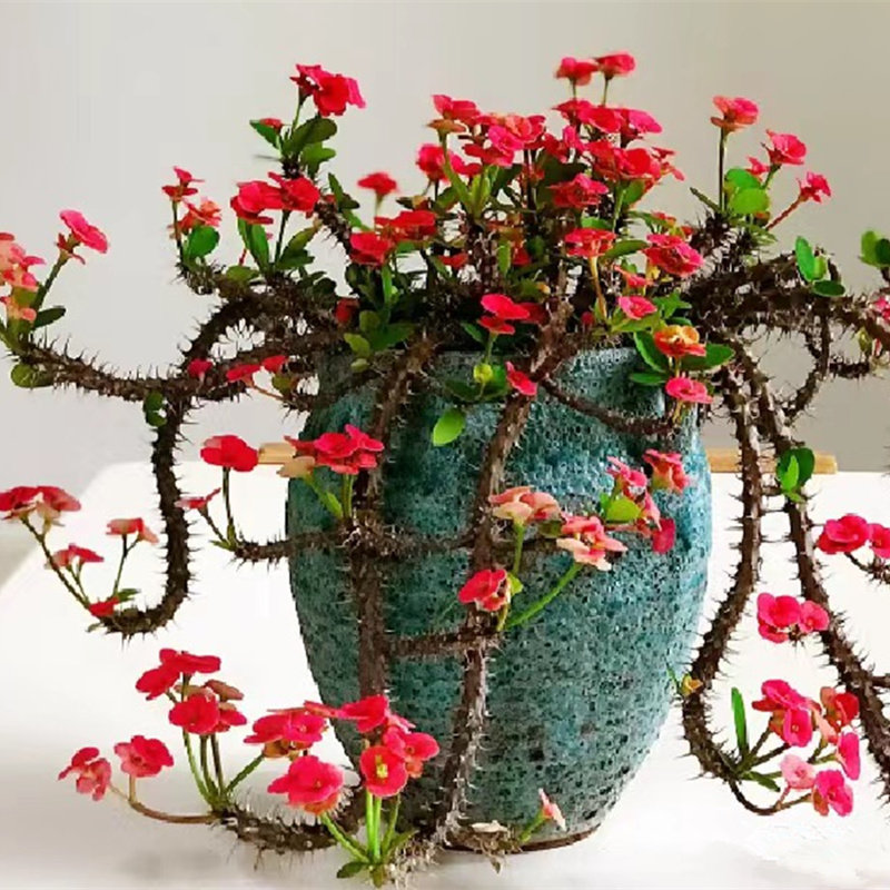 虎刺梅多肉植物桌面阳台