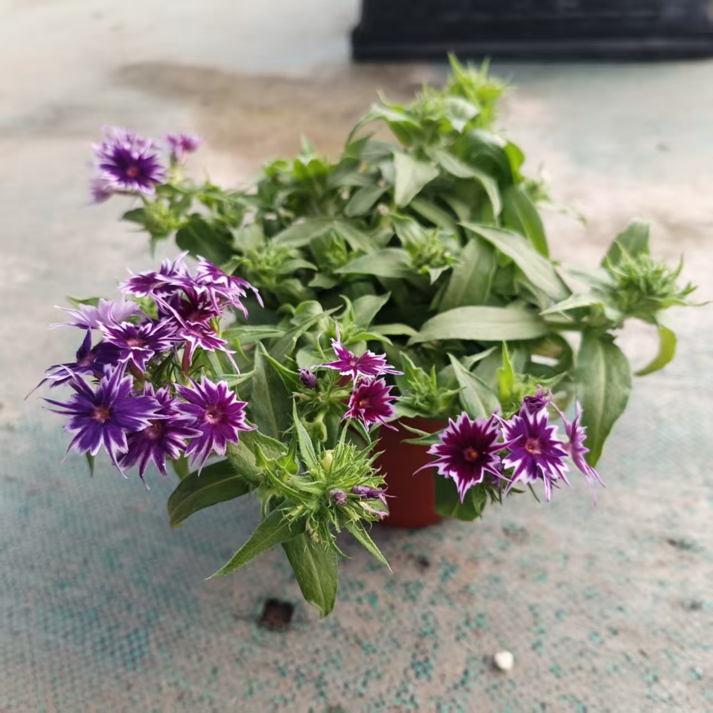 矮生贝尔贝克厚叶福禄考花卉植物