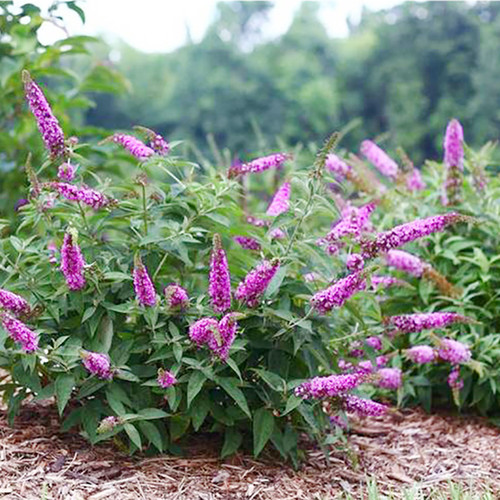 醉鱼草木本矮生庭院阳台四季好养
