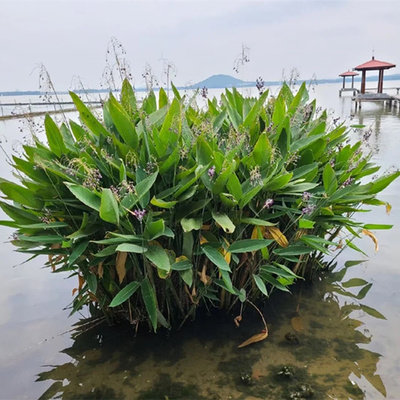 再力花水生植物河道鱼塘秋天