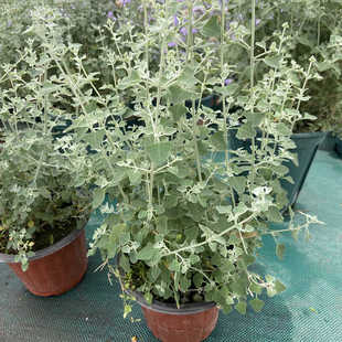 银叶仓鼠多年生银色系植物室内阳台庭院观叶绿植花镜配色小灌木