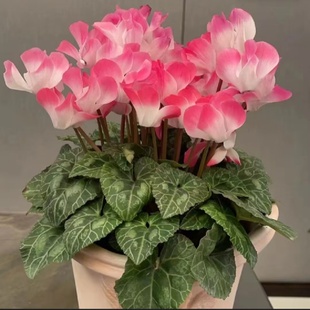 仙客来盆栽带花苞大花重瓣秋剂开花阳台花卉植物室内花懒人好养活