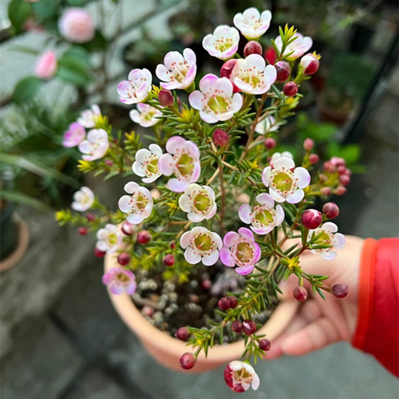 澳洲进口腊梅花盆栽淘金彩梅腊花常绿灌木花卉多年生耐寒耐热植物