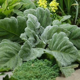 银白鼠尾草阿尔特盆栽灰蓝系冷色调植物耐寒植物花卉超大叶鼠尾草