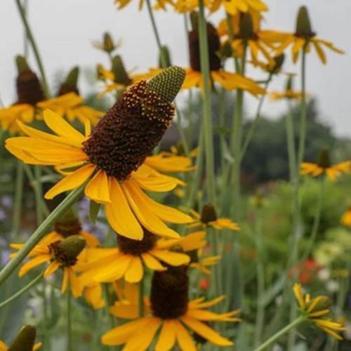 蒲棒菊地被花园夏季多年生菊科