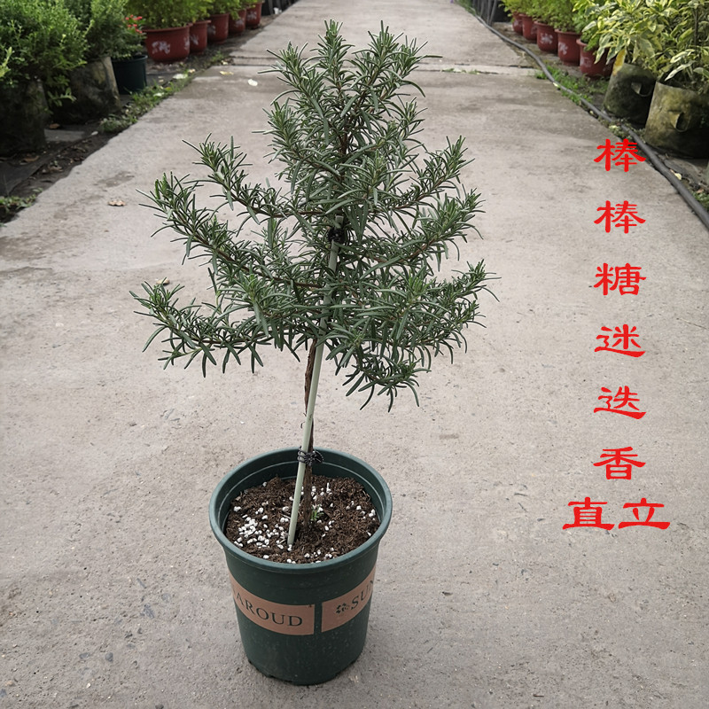 迷迭香盆栽植物阳台庭院图片