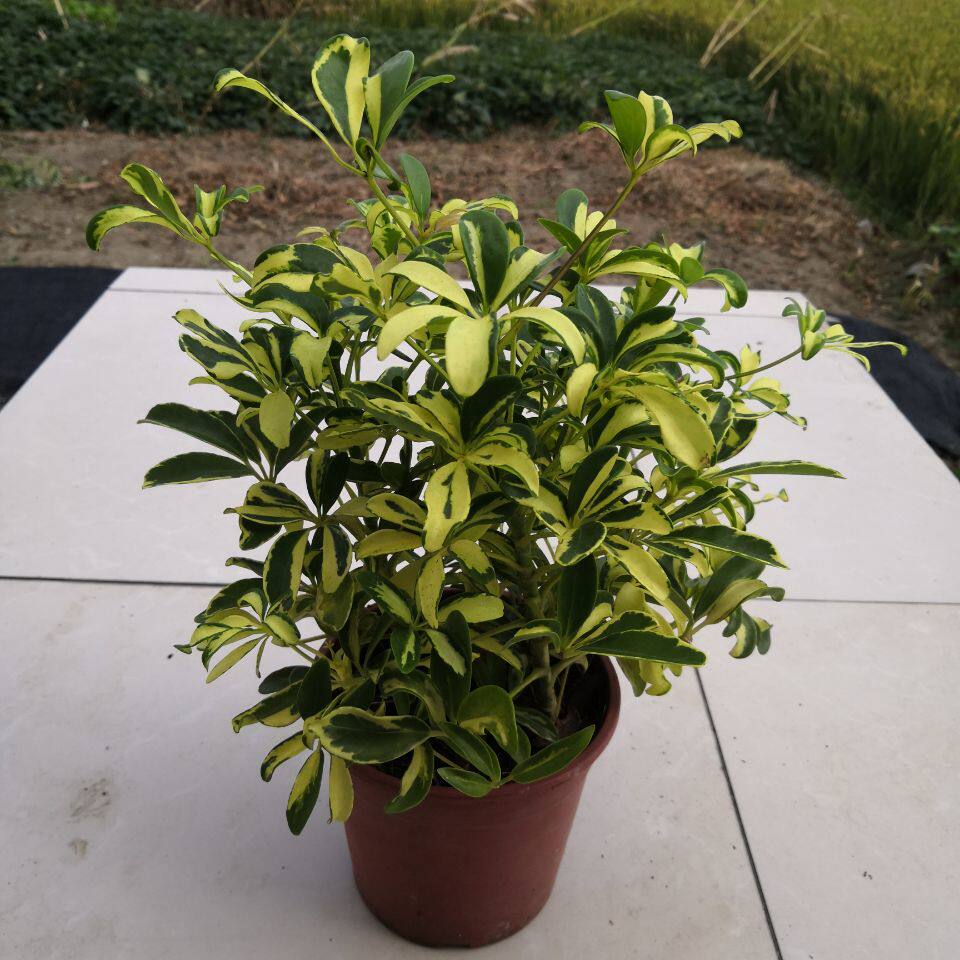 金叶鸭脚木盆栽绿植七叶莲办公室桌面植物室内好养带原土包邮