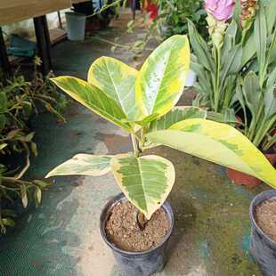 富贵榕树苗花叶黄金榕盆栽苗室内盆景北欧风花卉绿植盆栽室内植物