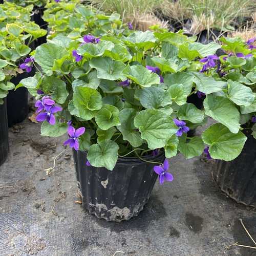 宿根多年生花卉匍匐地被庭院四季