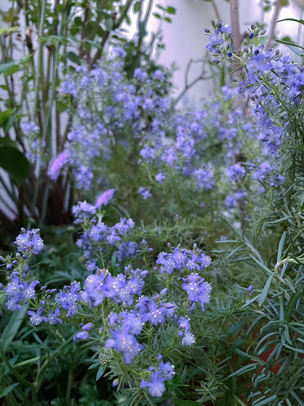 哈密瓜地肤草盆栽芳香地肤地被多年生花镜阳台蜜源花卉耐热蓝色