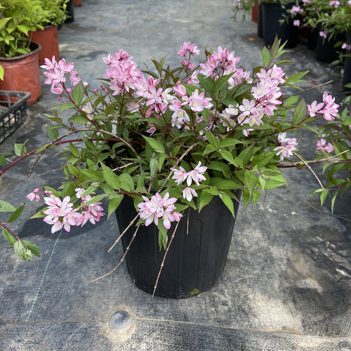 雪樱花溲疏花镜植物庭院阳台木本