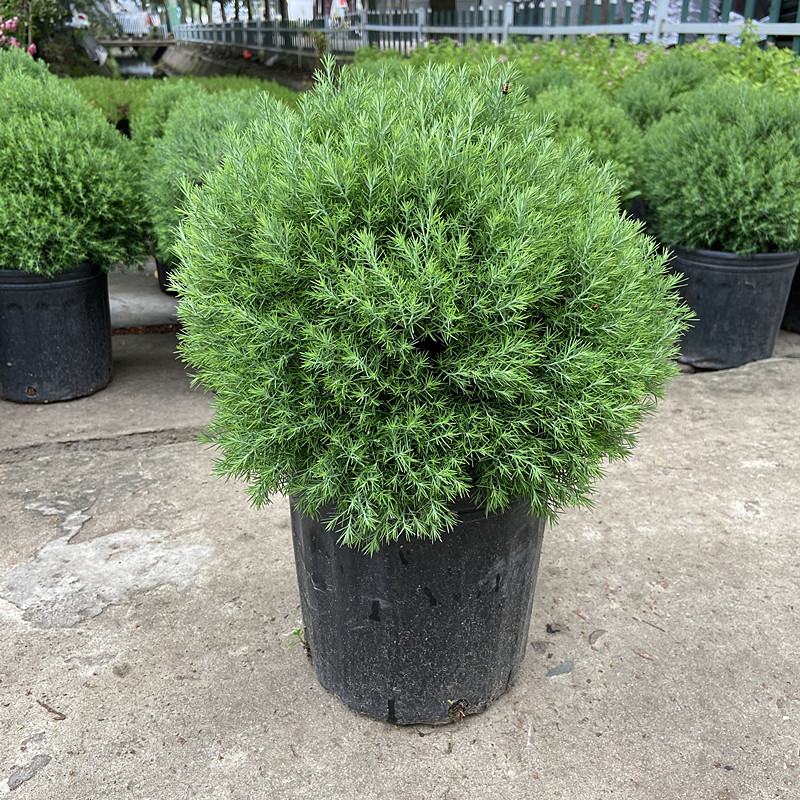 皮球松盆栽蓝湖柏绿植盆景阳台庭院花镜树苗植物常绿耐热耐寒