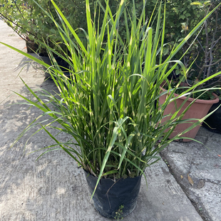 花叶芒草盆栽花园别墅花镜植物细叶芒斑叶芒园林景观种植宿根植物