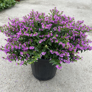 友谊园艺大叶满天星盆栽 大苗 多年生好养耐热耐晒吉普赛庭院阳台