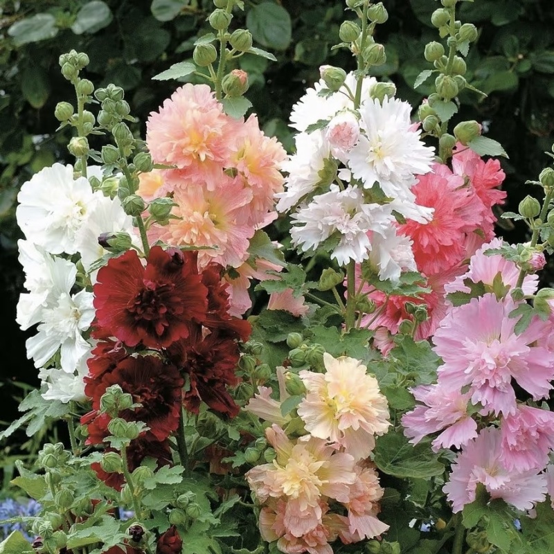 蜀葵庭院中后排高维度花园栅栏