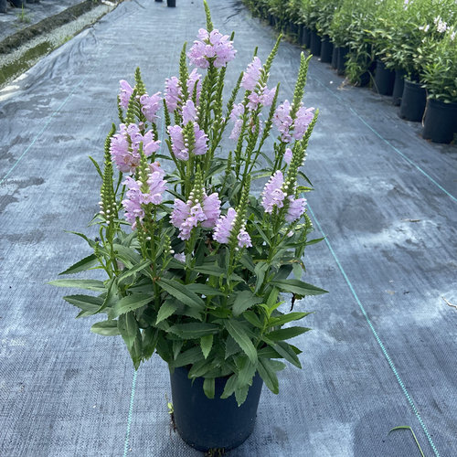 随意草多年生宿根花卉花园夏秋季