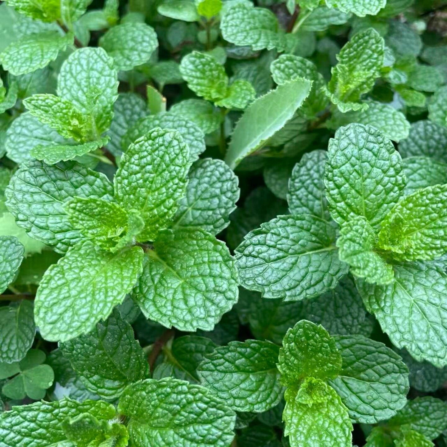 果香凤梨薄荷苗盆栽西餐泡茶调酒食用驱蚊提神香草多年生好养易活