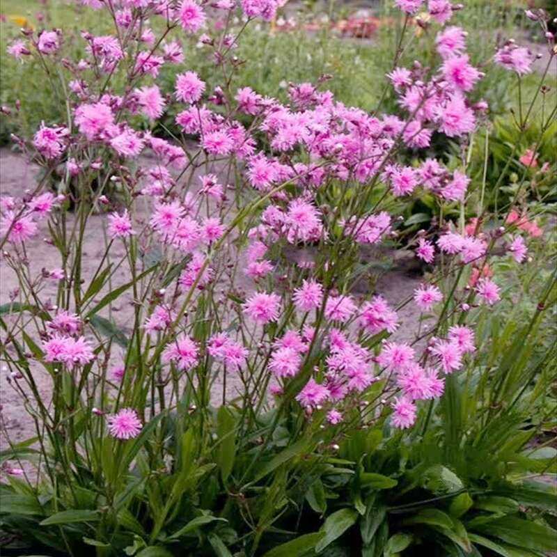 重瓣剪秋罗盆栽趣味庭院楼顶植物多年生草本耐热宿根花卉春季开花