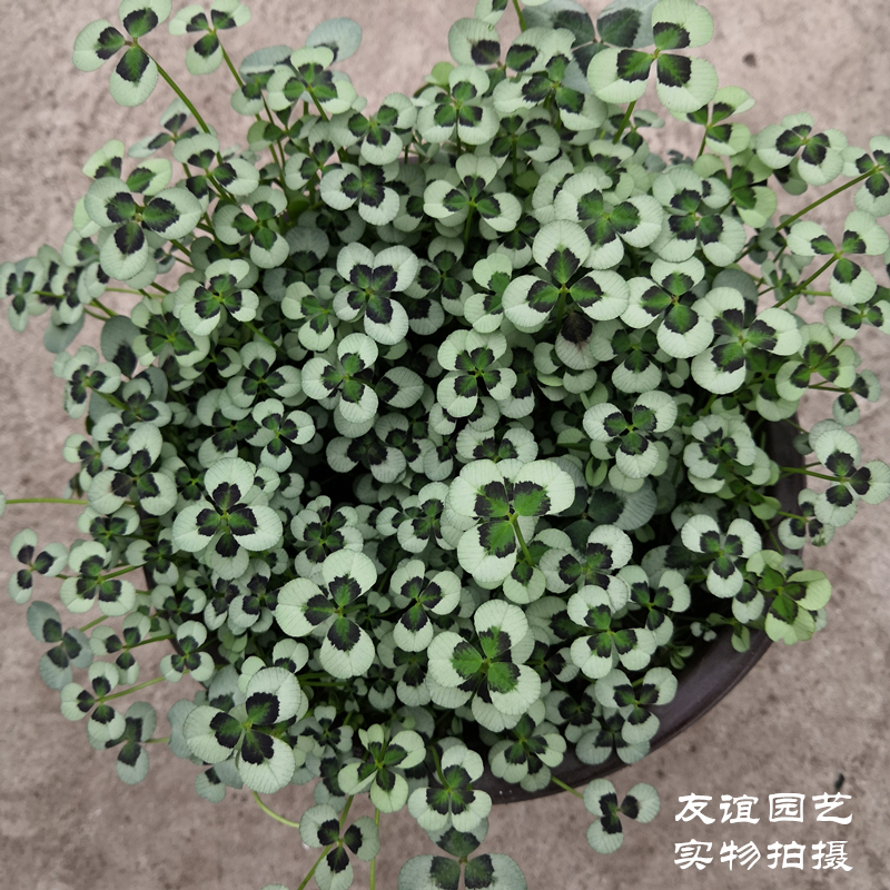 三叶草酢浆草庭院包邮绿植盆栽