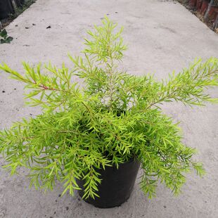 黄金香柳树苗千层金盆栽地栽室外庭院花园多年生木本植物原土包邮