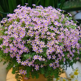 安徽羽叶报春花苗室内观赏花卉耐阴耐寒桌面小盆栽散射光好养易活