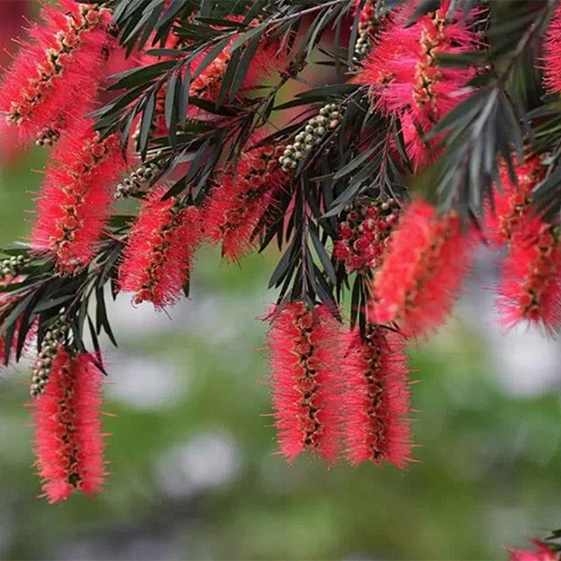 多花红千层花树苗串钱柳岁岁红别墅庭院盆景植物盆栽金宝树多年生