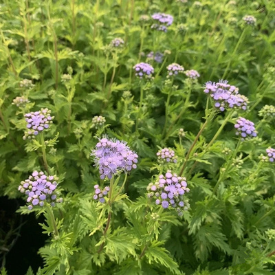 蓝雾草花镜多年生阳台庭院夏季