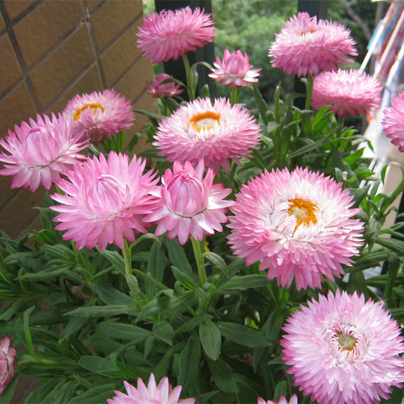 重瓣麦秆菊盆切花栽蜡菊带花苞发阳台庭院花卉耐寒花期长景观绿化,鲜花速递/花卉仿真/绿植园艺,时令草本花卉,淘宝优惠券,粉丝福利购,淘宝优惠卷