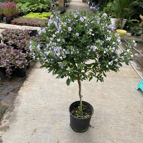 蓝茄花木本爆花树花阳台棒棒糖