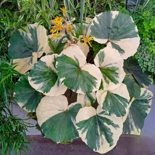 浮云锦吴风草锦盆栽耐阴彩叶观叶植物耐热耐寒多年生阳台庭院绿植