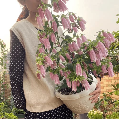 紫斑风铃草花园花镜花卉春季开花