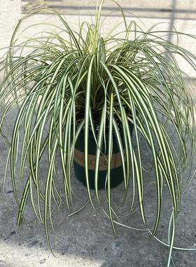 金叶苔草盆栽花境植物埃弗里斯特苔草观赏草花园阳台庭院趣味园艺