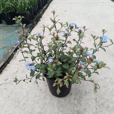 蓝角柱盆栽多年生宿根花卉