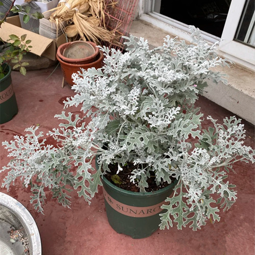 银白色耐寒植物庭院阳台观叶植物