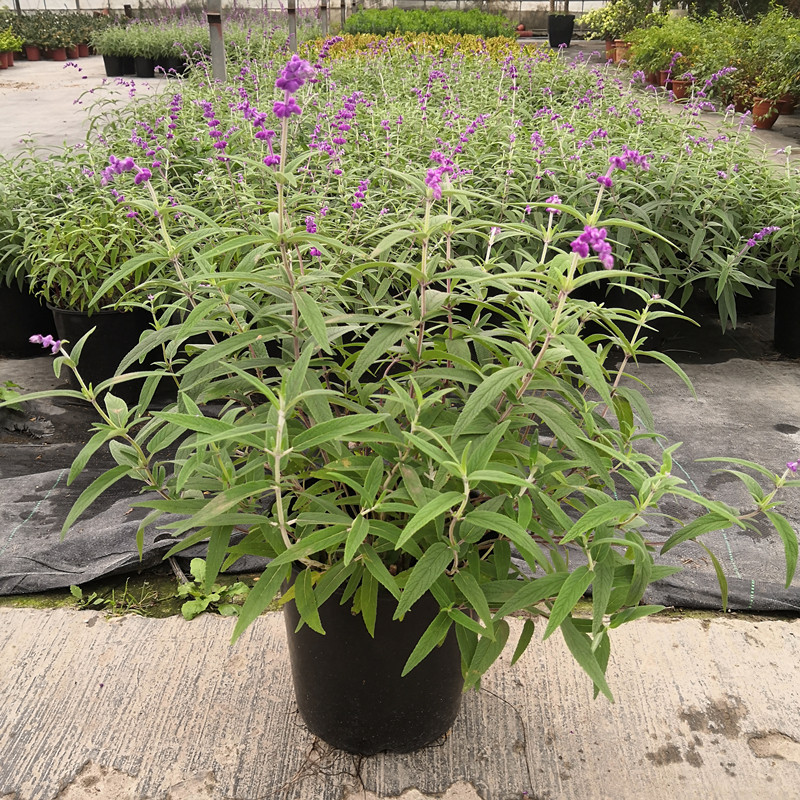 墨西哥鼠尾草盆栽红花樱桃鼠尾草克拉香草室外阳台花园植物盆景