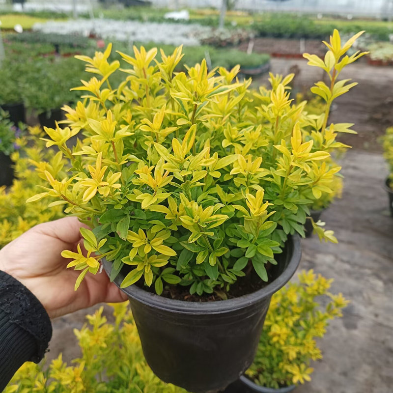 云南黄馨盆栽金叶黄馨花镜花园地被耐热耐寒爬藤垂吊灌木常绿花卉