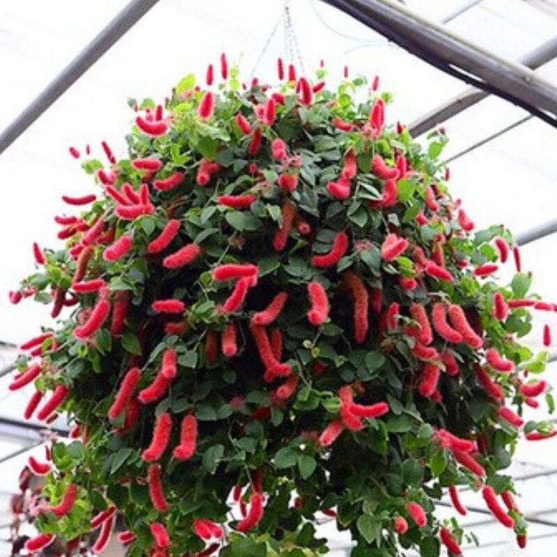 岁岁红盆栽大苗红樱吊兰阳台垂吊绿植带花发货吸甲醛净化空气包邮