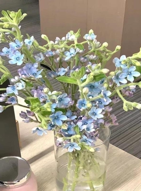 蓝星花 鲜花 云南昆明基地直发